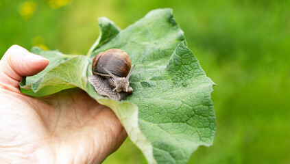 Woman  holds a snail in the palm of your hand on a large sheet. Green natural blurred background. Summer day in the park. Close up © Irina Ermakova