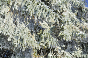 Frozen Cold Winter Snow Ice Branch Tree