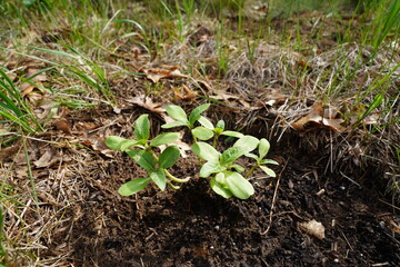 Sunflower sprouts growing out of the ground 