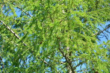Fototapeta na wymiar Tree Forest green Sunshine Leaves Larch larix decidua