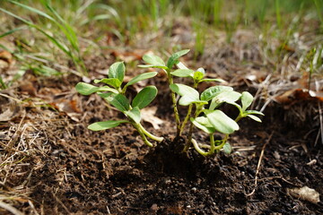 Sunflower sprouts growing out of the ground 