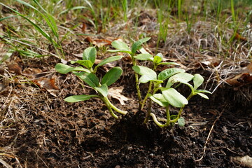 Sunflower sprouts growing out of the ground 