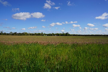 Corn crop sprouts growing on an open farm field