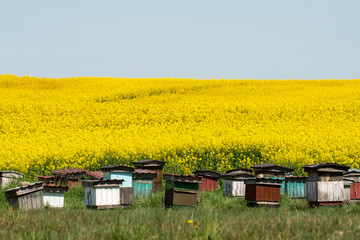 bee hive near the rape field in spring