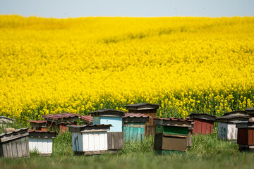 bee hive near the rape field in spring