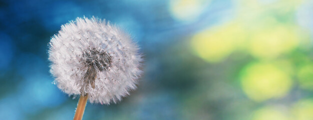 Dandelion, Taraxacum officinale, in the rays of the spring sun against the forest, close-up,...
