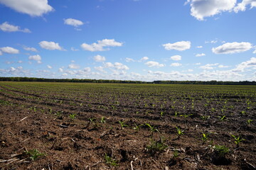 Corn crop sprouts growing on an open farm field