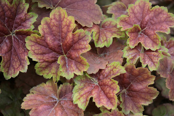 Close-up of the colorful Heuchera plant leaves 