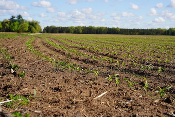 Corn crop sprouts growing on an open farm field