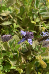 Delicate inflorescence and leaves of Plectranthus forsteri