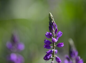flowers in the garden