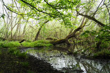 river in the forest, swamp, spring time, Worsborough country park and nature reserve, South Yorkshire, England, UK