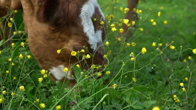 dairy and beef cows grazing on pasture. images of simmental and charolais cows eating grass