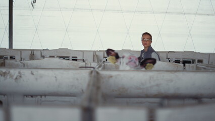 Woman walking animal husbandry holding tablet. Cattle breeder check cute calves.