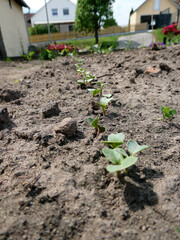 aufgehende Radieschen