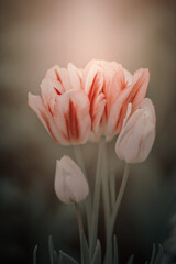 Pastelowe bukiety tulipanów