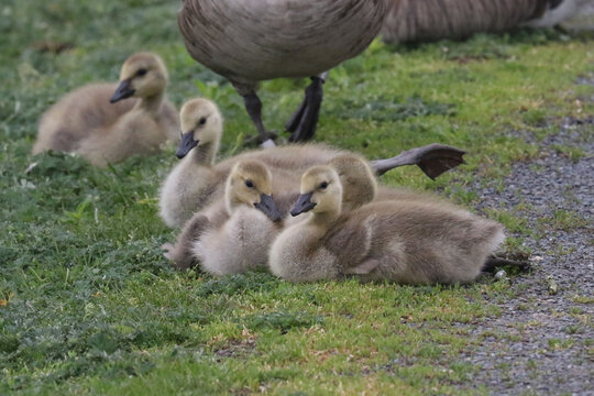 Baby Canada geese on lawn and plopping into river
