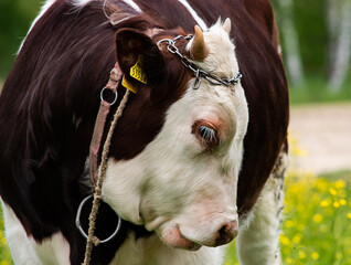 Byk pasący się na łące © Grzegorz