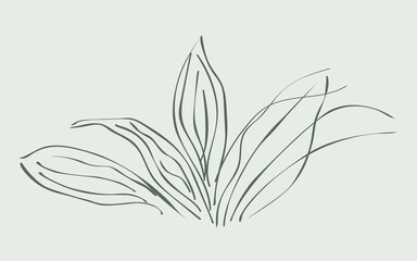 Fototapeta na wymiar Vector of vintage floral design. Vector of doodle leaves. Simple isolated leaf line drawing for poster, decoration, banner.