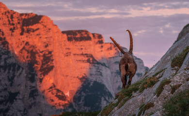 Alpine ibex in the mountains in the morning