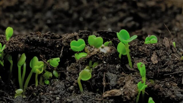 Timelapse shot - fresh microgreens arugula, rucola sprouts growing in row: close up view, macro. Spring, germination, natural, raw, growth, healthy food and time lapse concept
