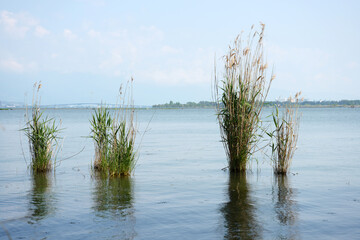 琵琶湖の葦　