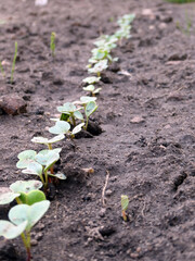 aufgehende Radieschen