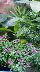 Fototapeta na wymiar flowery garden, with pink flowers and green vegetation, plants and nature around, vertically.