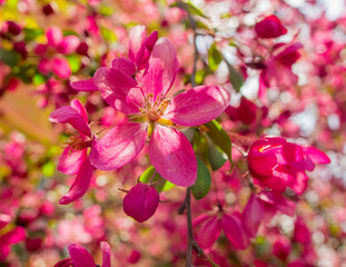 Obraz premium pink flowers of apple tree wonderful malus spektrablis macro