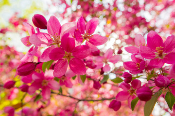 Fototapeta na wymiar pink flowers of apple tree wonderful malus spektrablis macro