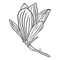 Beautiful magnolia flower on a branch. Black and white outline illustration of a flower for your design.
