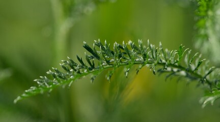 Yarrow (Achillea millefolium) In folk medicine, it is used to improve appetite, stimulate the secretion of gastric juices and increase bile production, thereby improving digestion. 