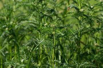 Yarrow (Achillea millefolium) In folk medicine, it is used to improve appetite, stimulate the secretion of gastric juices and increase bile production, thereby improving digestion. 