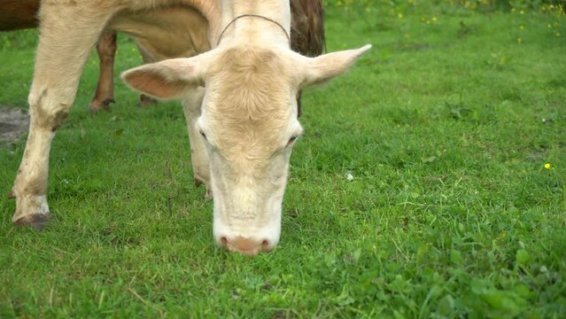 dairy and beef cows grazing on pasture. images of simmental and charolais cows eating grass