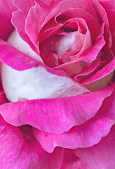 delicate dark pink rose closeup