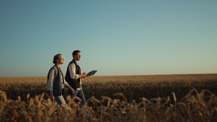 Two farmers inspecting wheat harvest in golden sunlight. Rural landscape view. - obrazy, fototapety, plakaty