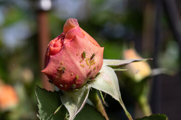 Blattläuse auf einer Rosenknospe