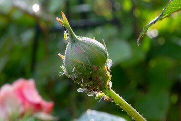 Blattläuse auf einer Rosenknospe