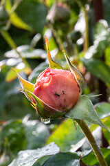 Blattläuse auf einer Rosenknospe