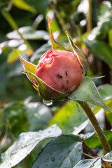 Blattläuse auf einer Rosenknospe