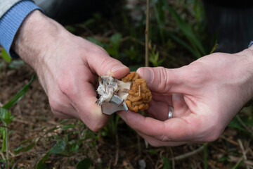 A closeup shot of a gyromitra gigas mushroom and a knife in male hands by spring day. A mushroom picker is cutting a dirty stem