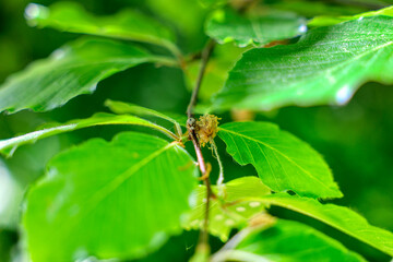 spider on leaf