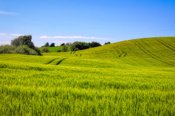 green field and blue sky