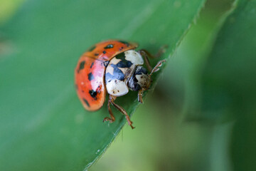 Asian Ladybug in a shallow depth of field photo.  Bug on a leaf.