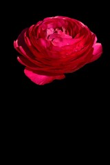 fleurs color&eacute;es