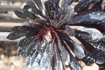Black tree aeonium (Aeonium arboreum)