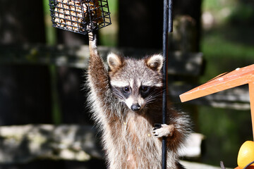 Funny Raccoon climbs a pole to get to bird feeders