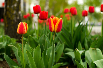 Red and yellow tulip on the lawn