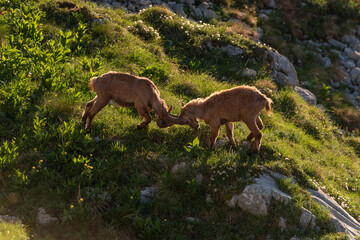 Alpine ibex in the mountains in the morning