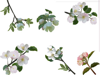 six apple tree blooms on white